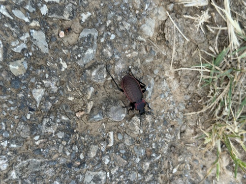 Carabus morbillosus
