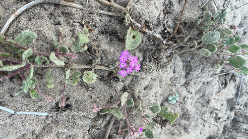 iNaturalist observation photo of sand verbenas