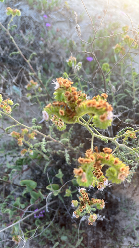 iNaturalist observation photo of branching phacelia