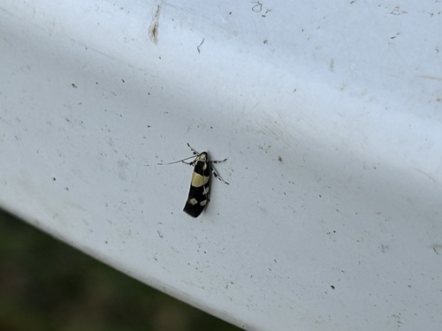 Eratophyes amasiella