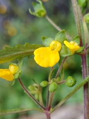 Calceolaria mexicana