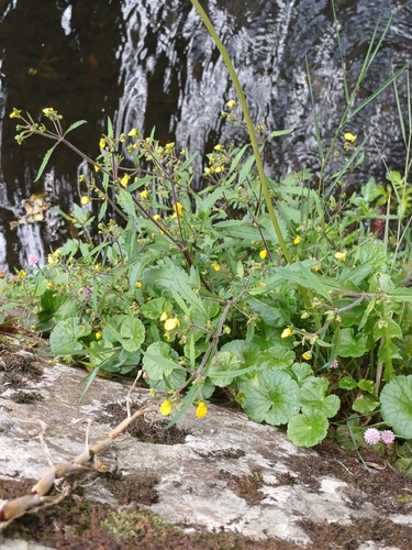 Calceolaria mexicana, photograph 2