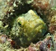 Istiblennius edentulus