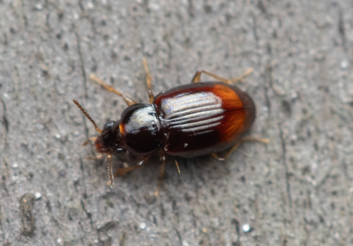 Elaphropus xanthopus