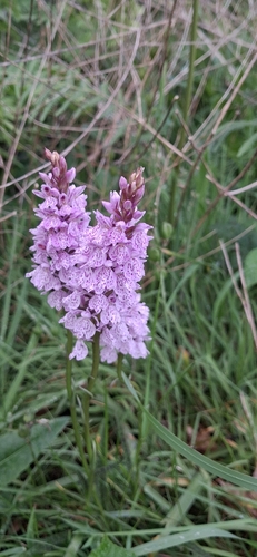 heath spotted orchid