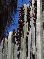 Cactaceae