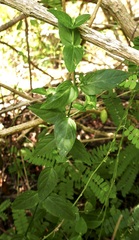Dianthera sessilis