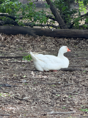Domestic Greylag Goose observed by dpparham