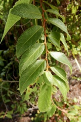Casearia dodecandra