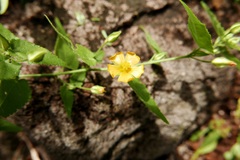 Sida glabra