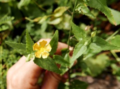 Sida glabra