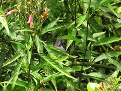 Synallaxis brachyura