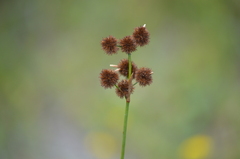 Juncus megacephalus, photograph (c) Josiah Londerée, some rights reserved (CC BY)