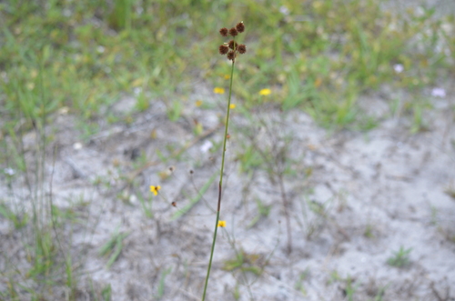 Juncus megacephalus, photograph 2