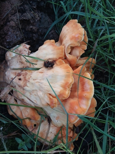 chicken of the woods