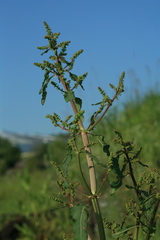 Rumex gmelinii