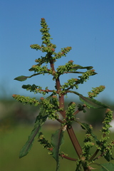 Rumex gmelinii