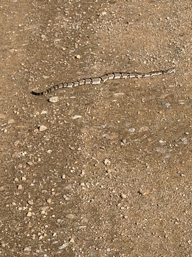 Timber Rattlesnake