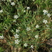 Stellaria dahurica - Photo (c) Svetlana Nesterova, algunos derechos reservados (CC BY-NC), subido por Svetlana Nesterova