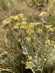 Helichrysum callicomum