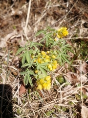Gymnospermium altaicum