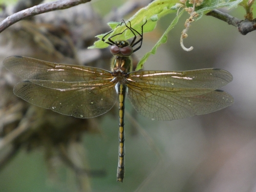 Orange-spotted Emerald