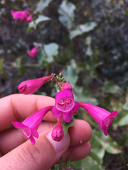 Penstemon pseudospectabilis