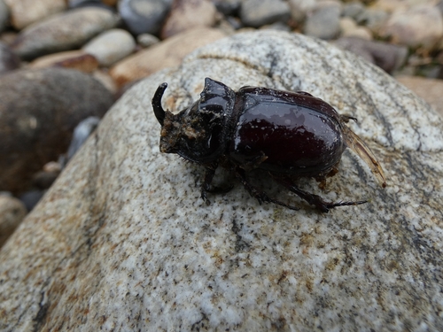 European Rhinoceros Beetle