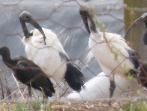 iNaturalist: (c) Gigi Laidler, some rights reserved (CC BY-NC), uploaded by Gigi Laidler iNaturalist image