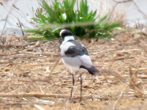 iNaturalist image