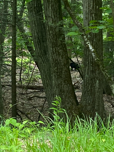 American Black Bear