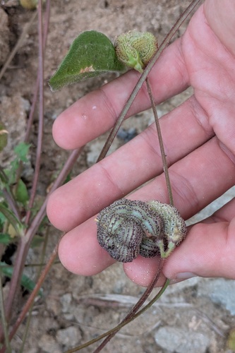 Scorpiurus vermiculatus, photograph 2