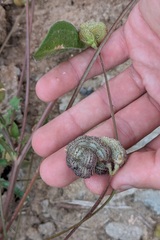 Scorpiurus vermiculatus, photograph (c) Darío Estraviz López, some rights reserved (CC BY)