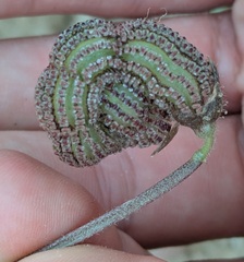 Scorpiurus vermiculatus