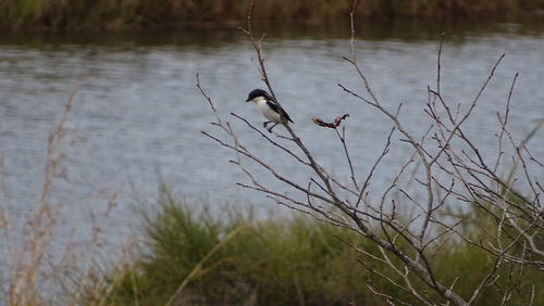 Southern Fiscal