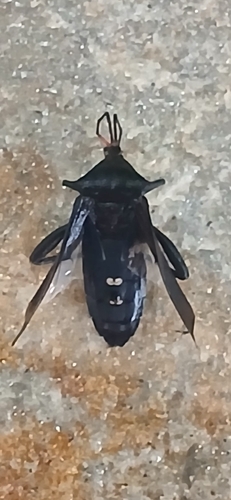 Large Black Tip Wilter