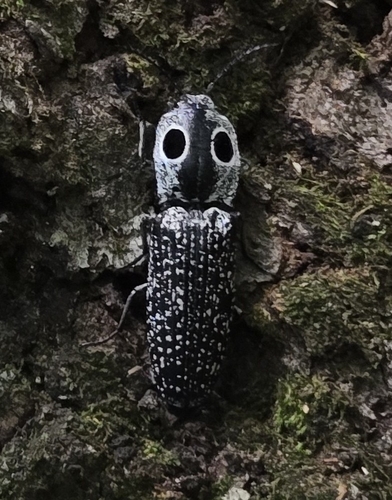 Escarabajo clic ocelado