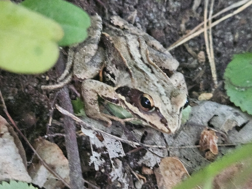 Moor Frog