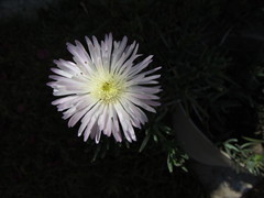 Asteraceae