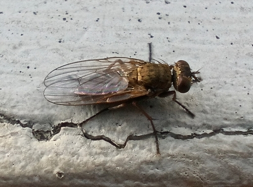 Lispe pygmaea, 2026-06-01