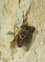 Esenbeckia