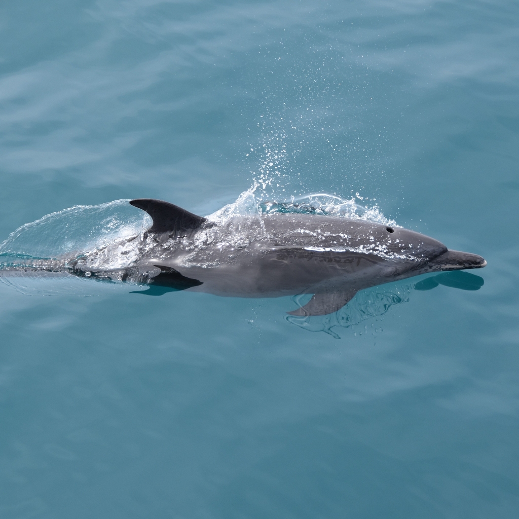 Pantropical spotted dolphin surfacing off Costa Rica