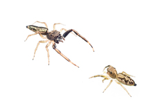 Salticidae