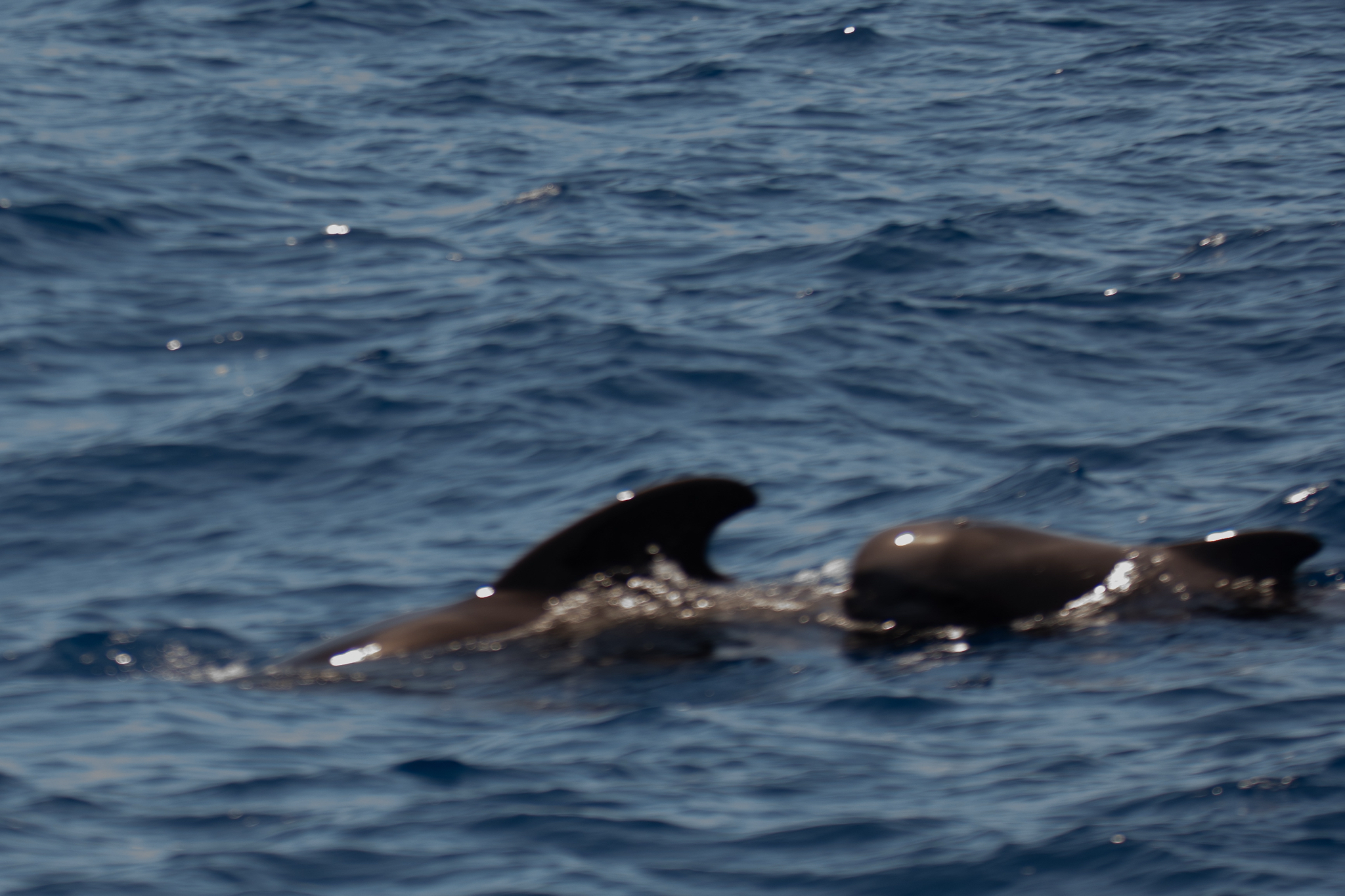 Globicephala macrorhynchus
