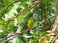 Euphonia laniirostris
