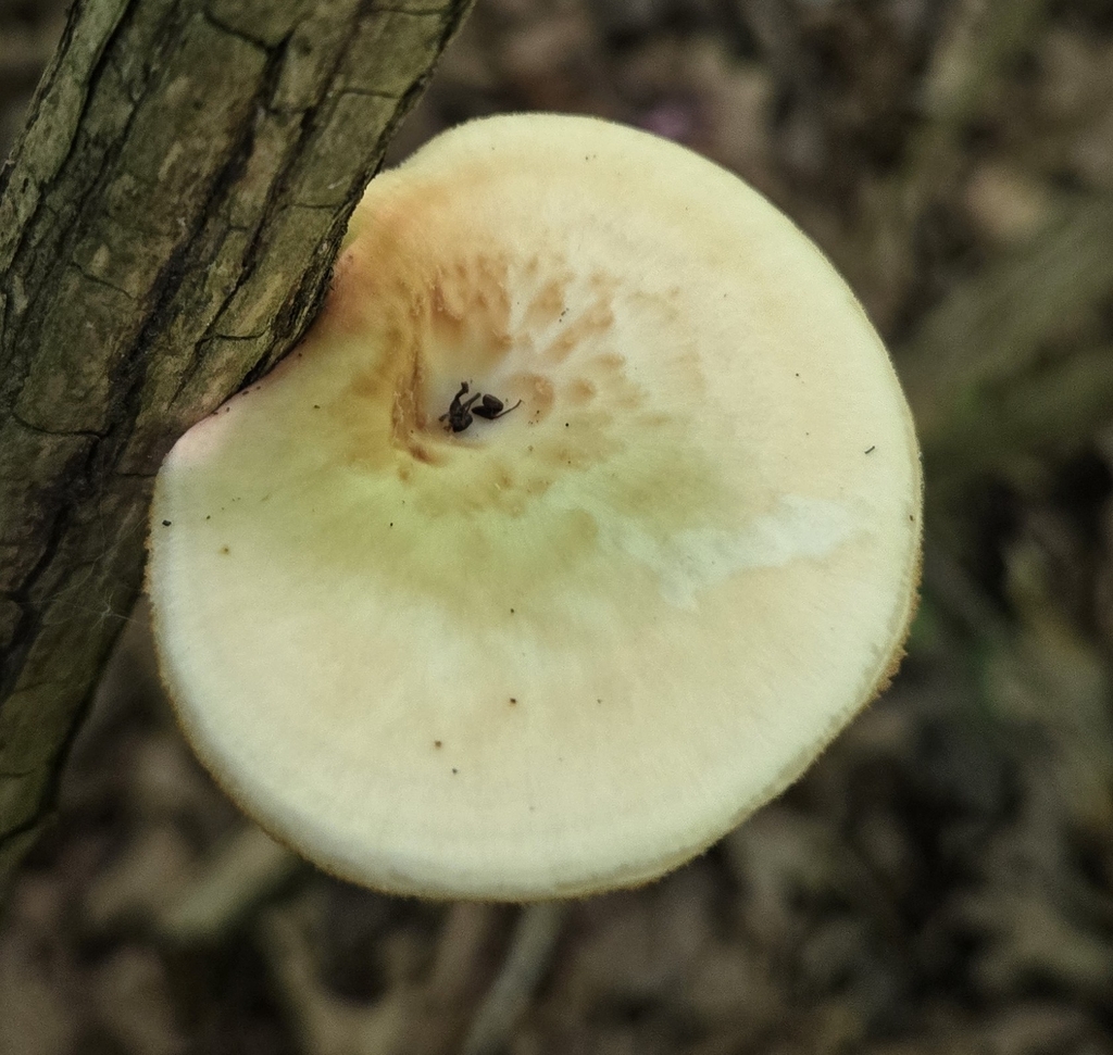 Polyporus fagicola · June 2026 · photo: Photo: (c) Ben Gruhot, some rights reserved (CC BY) · iNaturalist