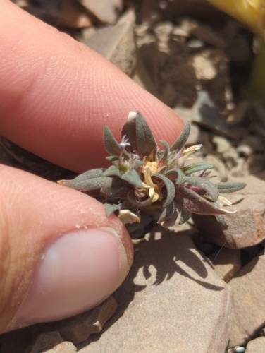 Collomia renacta