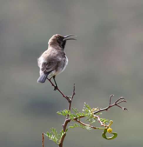Dusky Sunbird (Cinnyris fuscus), photo 3