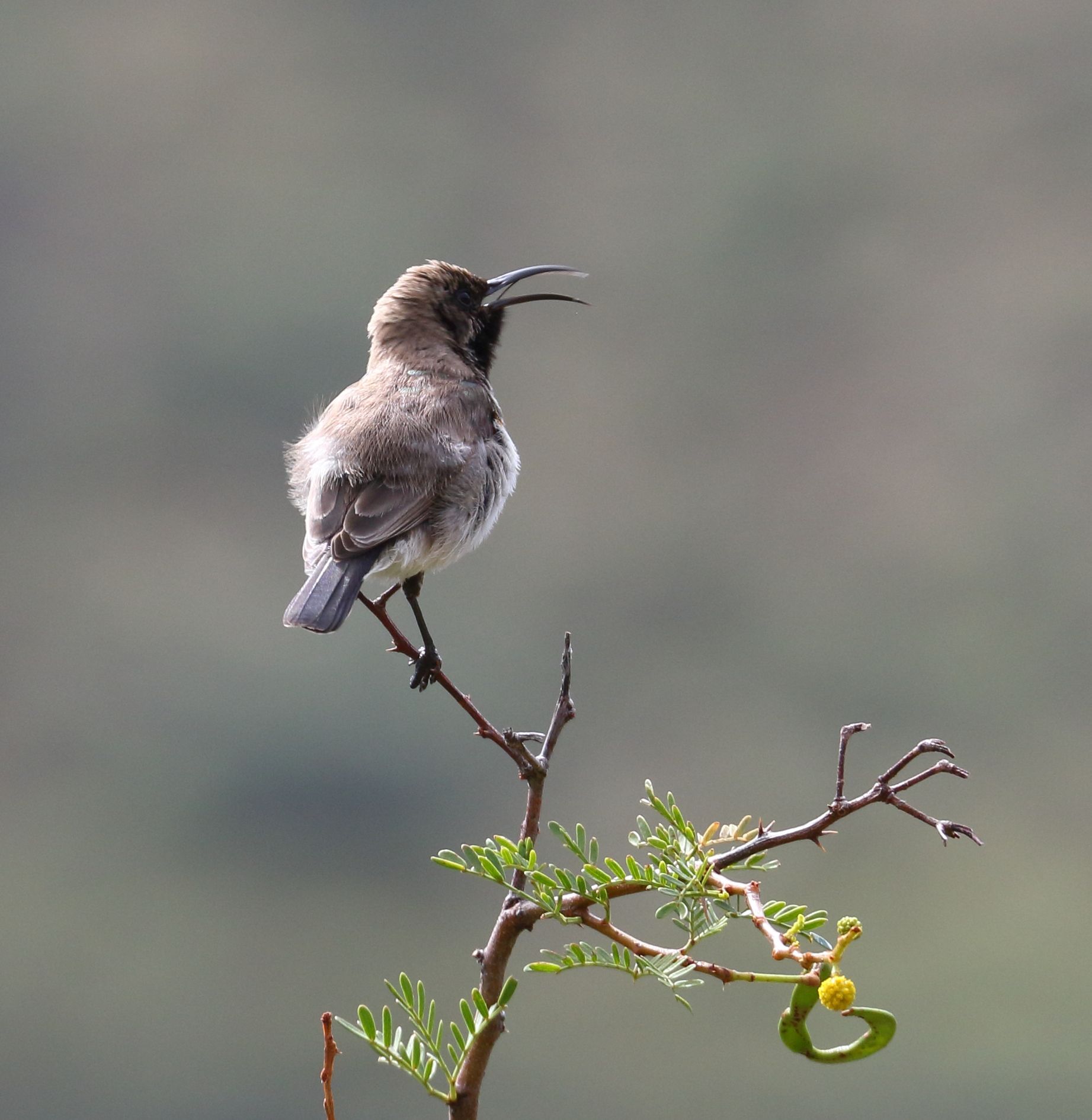 Dusky Sunbird (Cinnyris fuscus), photo 3