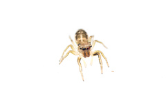 Salticidae